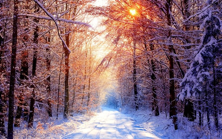 деревья, снег, лес, зима, утро, trees, snow, forest, winter, morning
