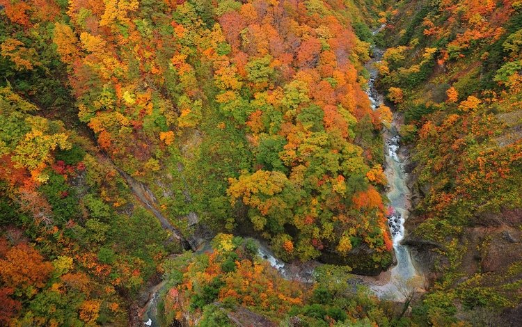 деревья, река, лес, листья, осень, ущелье, сверху, trees, river, forest, leaves, autumn, gorge, top