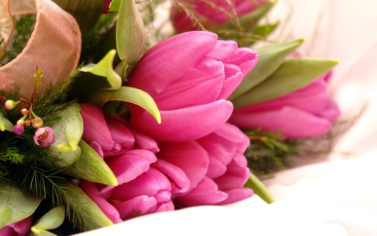 цветы, тюльпаны, flowers, tulips