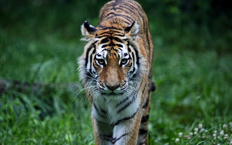 тигр, трава, лес, хищник, животное, кошки, киска, животно е, tiger, grass, forest, predator, animal, cats, pussy, animals