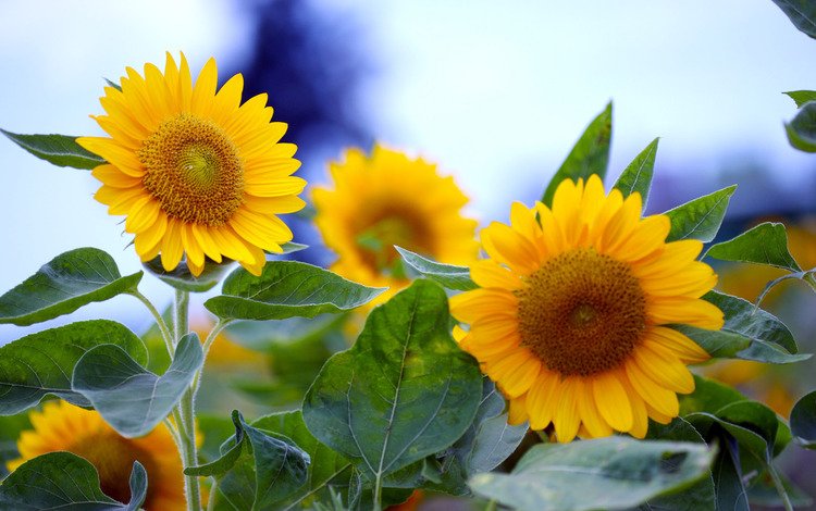 цветы, подсолнечник, солнечные, flowers, sunflower, solar