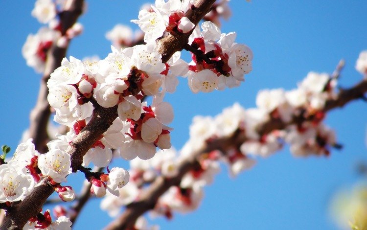 дерево, цветение, весна, tree, flowering, spring