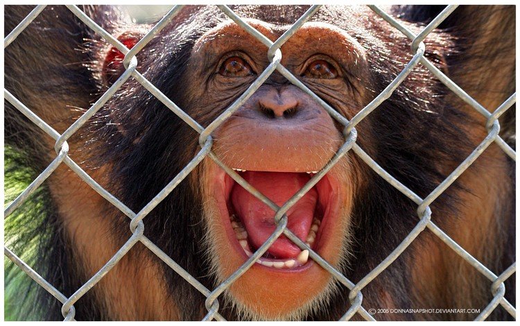 эмоции, звери, макаки, турьма, emotions, animals, macaques, imprisoned