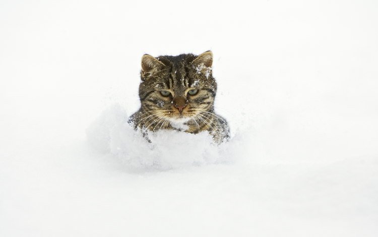 снег, кот, сугробы, snow, cat, the snow
