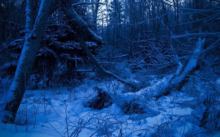 лес, зима, синий, forest, winter, blue