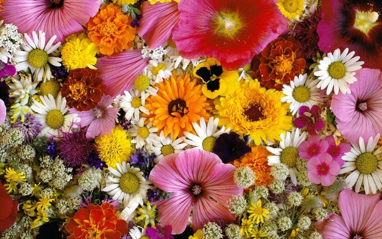 цветы, ромашки, букет, хризантемы, flowers, chamomile, bouquet, chrysanthemum