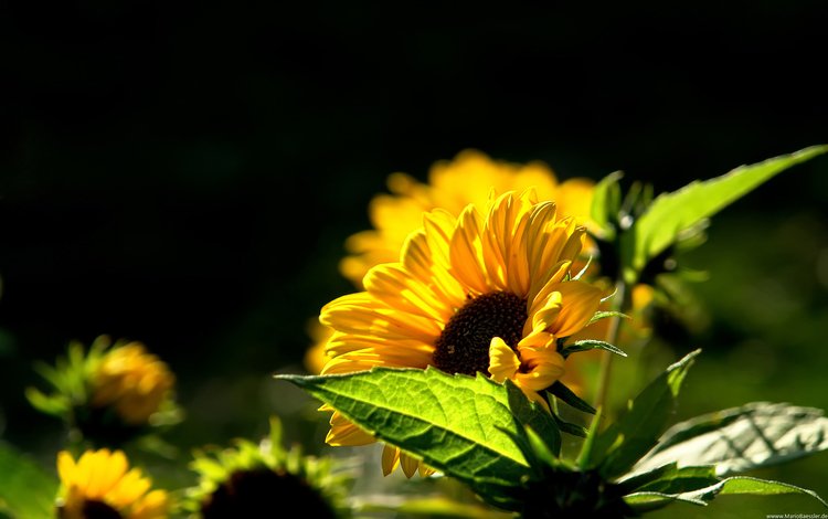 лето, подсолнух, тепло, summer, sunflower, heat