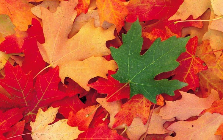 листья, осень, клен, кленовый лист, зеленый лист, осенние листья, leaves, autumn, maple, maple leaf, green leaf, autumn leaves