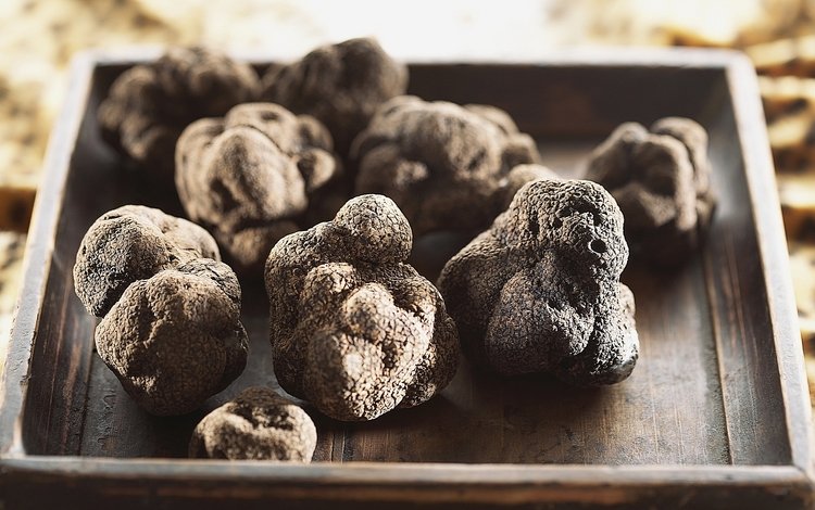 трюфель, truffle