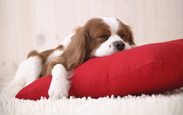 щенок, ковер, подушка, puppy, carpet, pillow