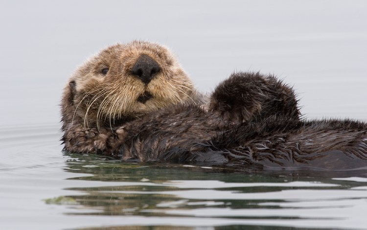 вода, калифорния, калан, морская выдра, выдра, water, ca, kalan, sea otter, otter