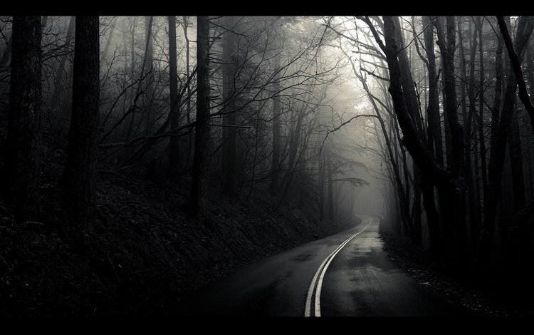 дорога, деревья, лес, чёрно-белое, road, trees, forest, black and white