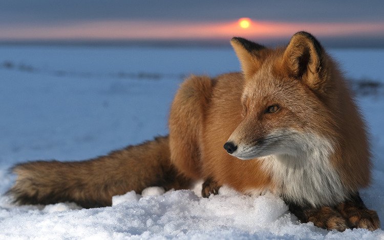 солнце, снег, закат, мордочка, лиса, лисица, шкура, мех, хищница, predator, the sun, snow, sunset, muzzle, fox, skin, fur