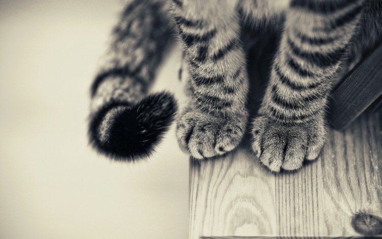 кот, лапы, чёрно-белое, стол, хвост, крупным планом, cat, paws, black and white, table, tail, closeup