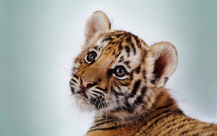 тигр, глаза, морда, полоски, белый фон, тигренок, tiger, eyes, face, strips, white background