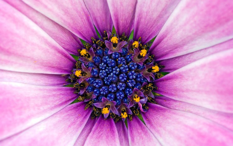 синий, цветок, лепестки, розовый, пыльца, blue, flower, petals, pink, pollen