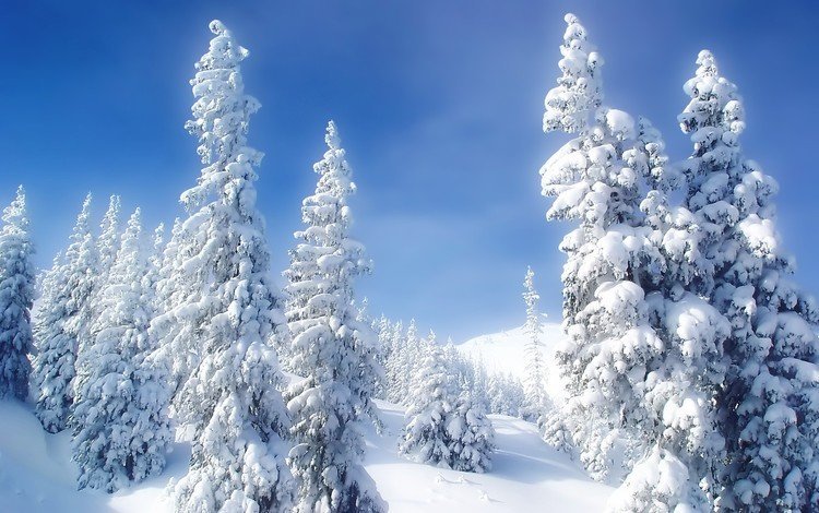 снег, зима, холод, елки, snow, winter, cold, tree