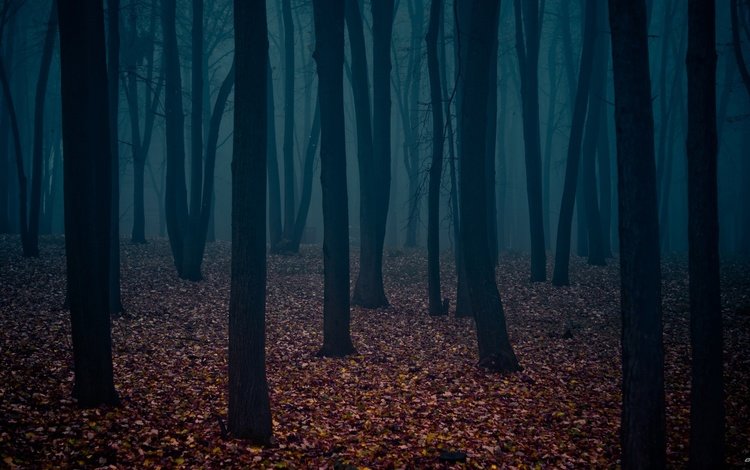 листья, мрачный лес, стволы деревьев, leaves, dark forest, the trunks of the trees