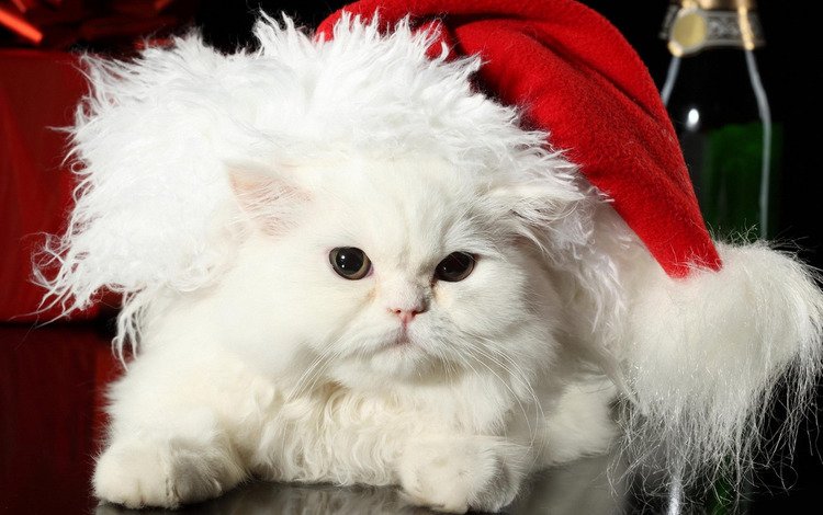 новый год, перс, кот, санта клаус, шерсть, кошка, пушистый, белый, шапка, праздник, мех, fur, new year, pers, cat, santa claus, wool, fluffy, white, hat, holiday