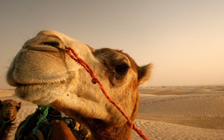 солнце, пустыня, верблюд, the sun, desert, camel