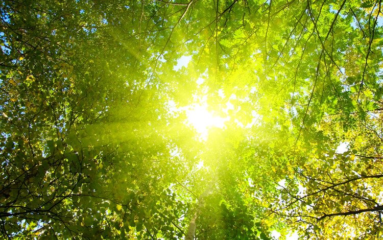 свет, деревья, солнце, природа, лес, лучи, парк, утро, light, trees, the sun, nature, forest, rays, park, morning