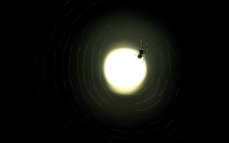 луна, паук, паутина, the moon, spider, web