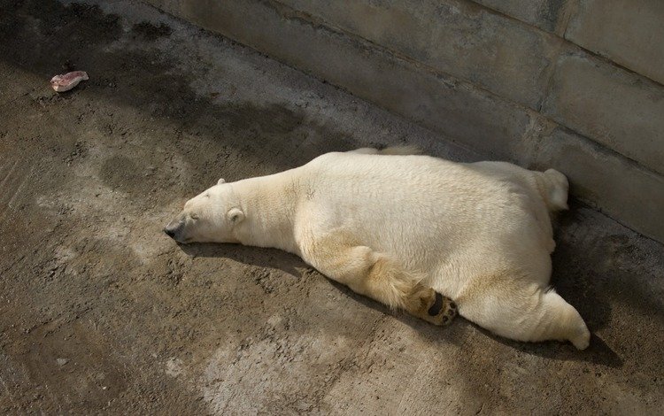 лапы, сон, мясо, белый медведь, paws, sleep, meat, polar bear