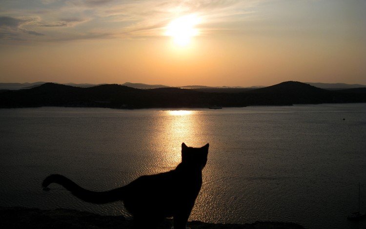 небо, закат, море, кошка, силуэт, the sky, sunset, sea, cat, silhouette