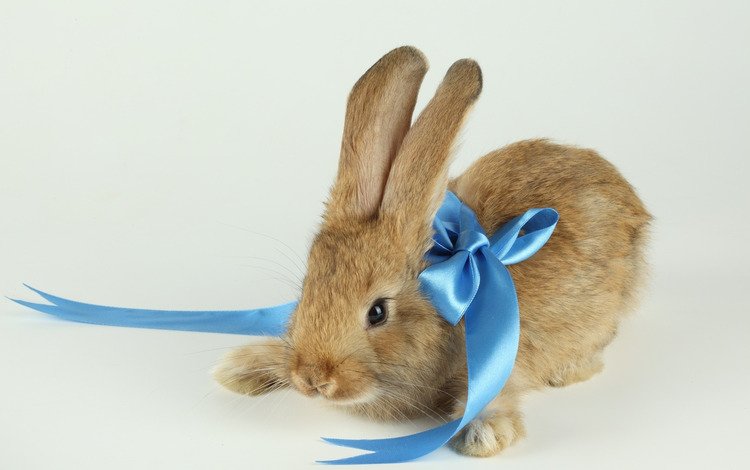 фон, кролик, ленточка, голубая, background, rabbit, ribbon, blue
