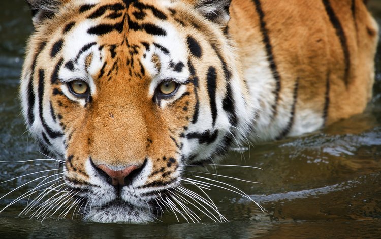 тигр, вода, купание, tiger, water, bathing