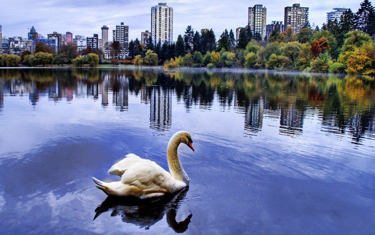 город, пруд, лебедь, the city, pond, swan