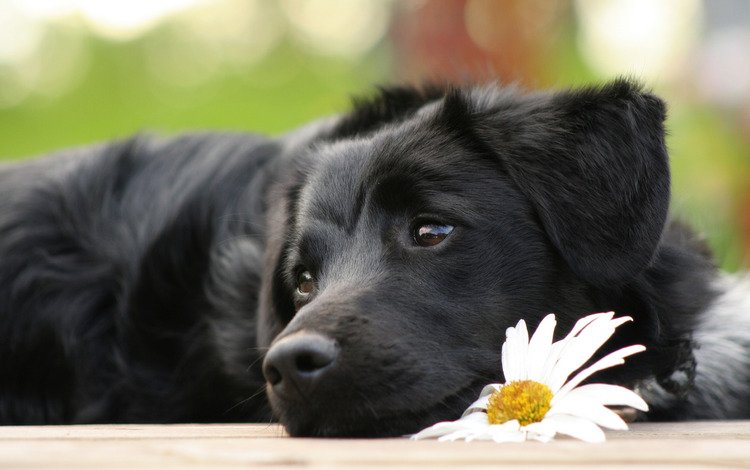 цветок, лежит, ромашка, щенок, грустный, пес, ченрыш, flower, lies, daisy, puppy, sad, dog, cherish