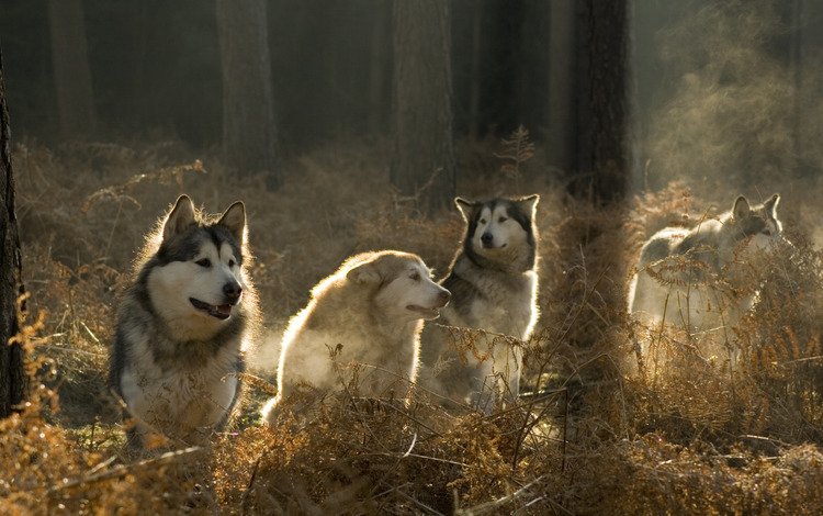 солнце, лес, хаски, собаки, аляскинский маламут, the sun, forest, husky, dogs, alaskan malamute