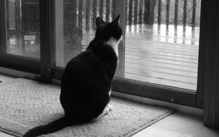 кот, грусть, кошка, чёрно-белое, черно-белая, дождь, окно, cat, sadness, black and white, rain, window
