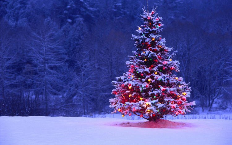 огни, снег, елка, подсветка, lights, snow, tree, backlight