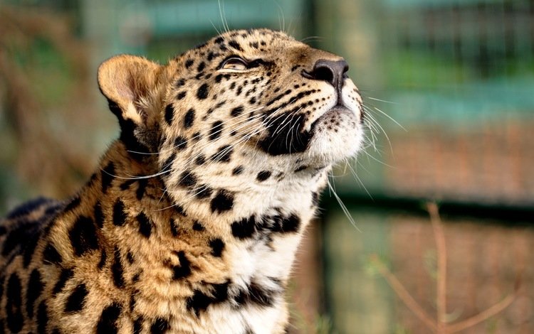 леопард, голова, мечтательность, leopard, head, daydreaming