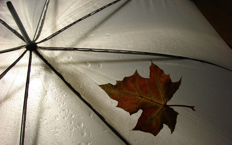 обои, лист, дождь, разное, зонтик, погода, leav, wallpaper, sheet, rain, different, umbrella, weather