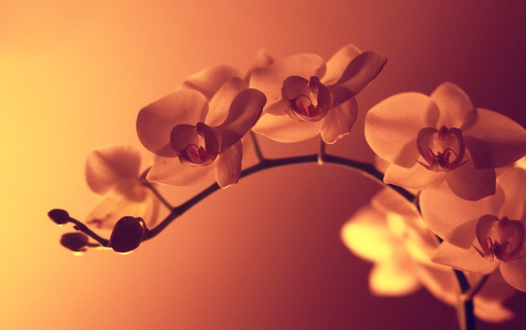 макро, цветок, нежность, орхидея, macro, flower, tenderness, orchid