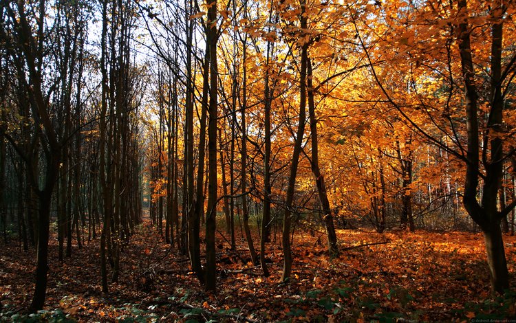 деревья, осень, германия, way of wood, trees, autumn, germany