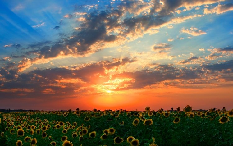закат, лучи, поле, подсолнухи, солнца, sunset, rays, field, sunflowers, the sun