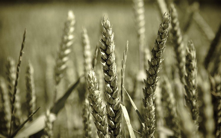 макро, пшеница, зерно, macro, wheat, grain