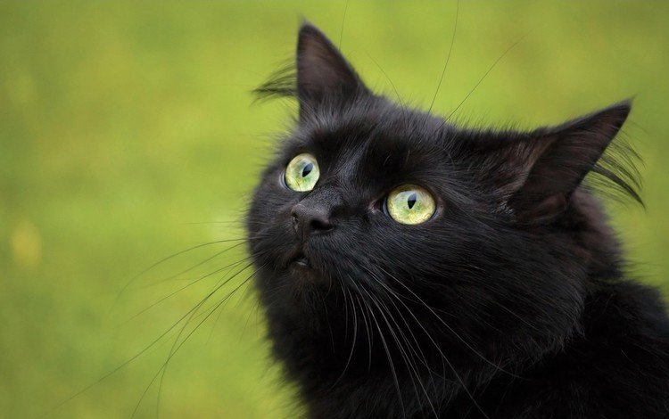 кошка, взгляд, черный, cat, look, black
