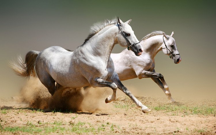 животные, лошади, пыль, конь, момент, скакун, animals, horse, dust, the time