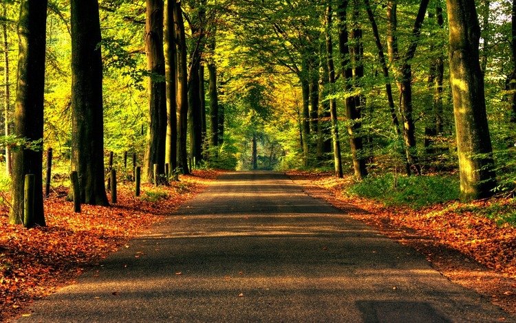 дорога, деревья, природа, обои, лес, асфальт, road, trees, nature, wallpaper, forest, asphalt