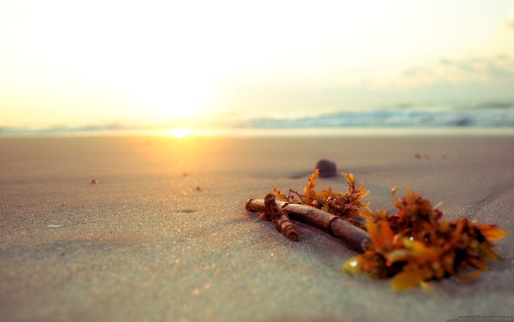 песок, пляж, палка, sand, beach, stick