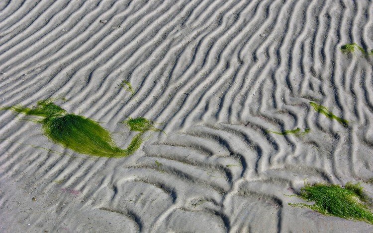 линии, песок, водоросли, line, sand, algae