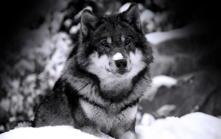 снег, зима, взгляд, хищник, чб, зверь, волк, snow, winter, look, predator, bw, beast, wolf