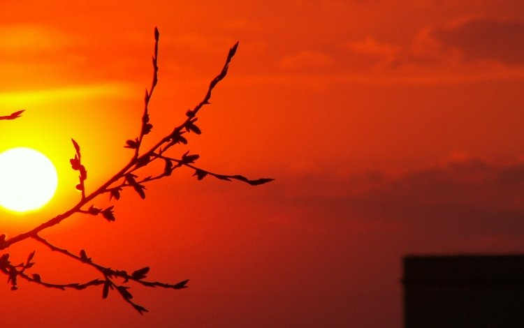 ветка, солнце, закат, branch, the sun, sunset