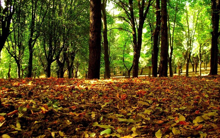 деревья, лес, листья, осень, trees, forest, leaves, autumn