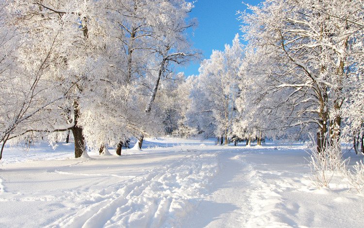 деревья, снег, дорожка, trees, snow, track